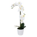 White orchid with 2 branch IN GARDEN, H51cm, white pot