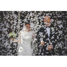 Firecracker, white butterflies