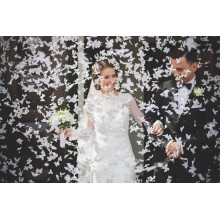 Firecracker, white butterflies