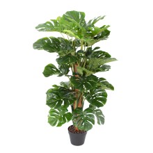 Green plant MONSTERA H105cm