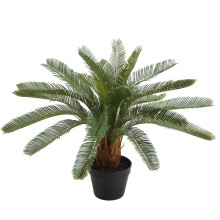 Green plant CYCAS H70cm