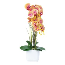 Orchid GARDEN QUEEN H65cm, yellow