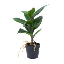 Artificial plant GREENLAND H35cm, Rubber fig