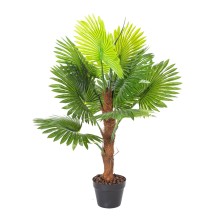 Green plant FAN PALM H100cm