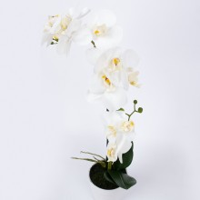 White orchid with 2 branch IN GARDEN, H51cm, white pot
