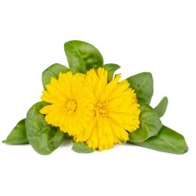 Click & Grow Smart Refill Marigold 3pcs