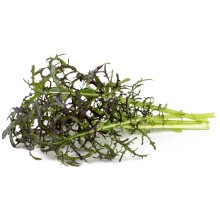 Click & Grow Smart Garden refill Red Frill Mustard 3pcs