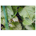 BIRD NET 7g/m2 19x19mm 3x5m