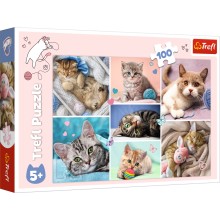 TREFL puzzle In the cats world 100 psc