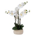 White orchid with 4 branch IN GARDEN, H55cm, grey pot