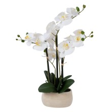 White orchid with 4 branch IN GARDEN, H55cm, grey pot