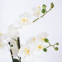 White orchid with 4 branch IN GARDEN, H55cm, grey pot