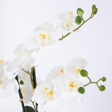 White orchid with 4 branch IN GARDEN, H55cm, grey pot