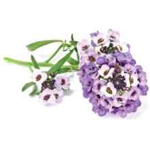 Click & Grow Smart Garden refill Sweet Alyssum 3pcs