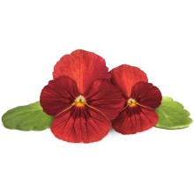 Click & Grow Smart Garden Refill Red Pansy 3pcs