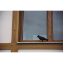 Bird Repeller