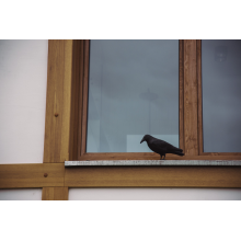 Bird Repeller