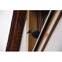 Bird Repeller
