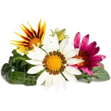 Click & Grow Smart Refill Gasania 3pcs