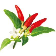 Click & Grow Smart Garden refill Red Hot Chili Pepper 3pcs