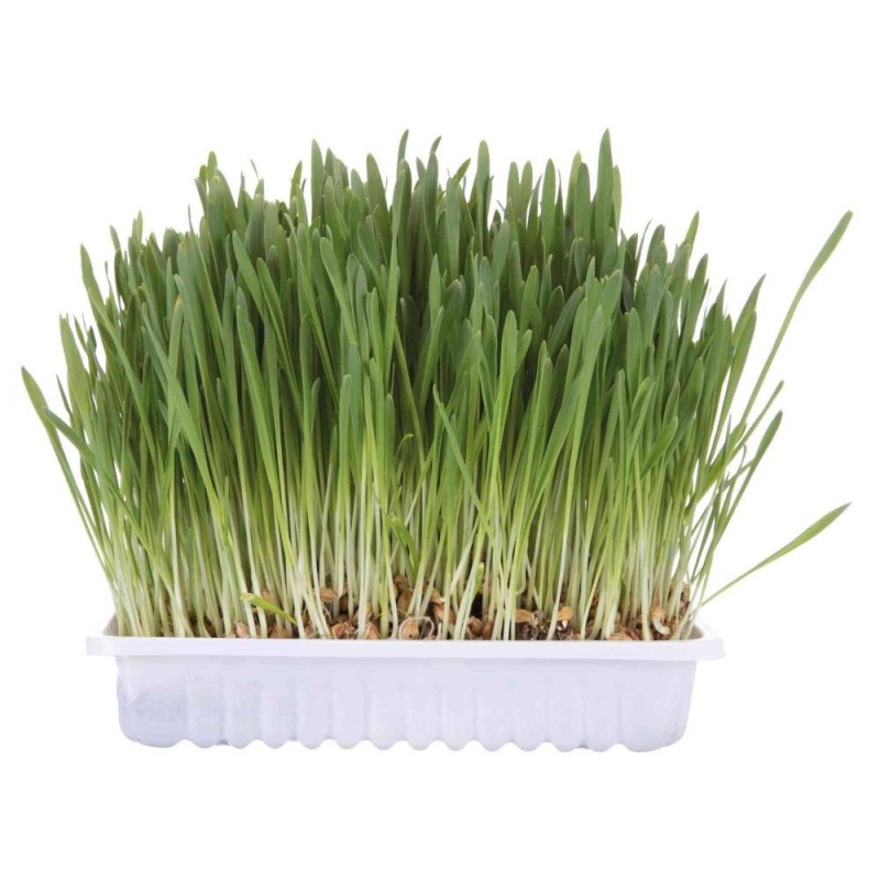 Cat grass, bowl/approx. 100 g Cat grass, bowl/approx. 100 g