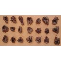 Treat for dogs pigs ears 500g, Ex-pol